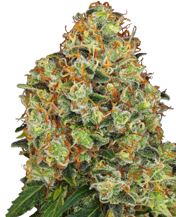 mango tango strain